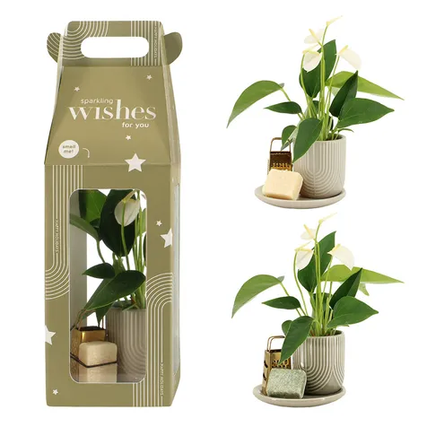 Aromatic Christmas Giftset small - Elegant anthurium